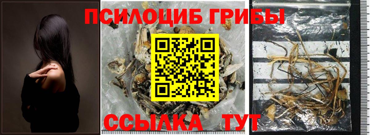 Псилоцибиновые грибы GOLDEN TEACHER  Вход с VPN  Лесной  Псилоцибиновые грибы Magic Shrooms 